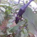 신길농장 이미지