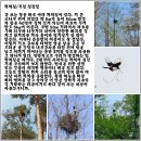 까치집
