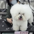 애견미용사 3급 자격증 과정 2 | 부산 애견미용사 어떻게 준비? ( 애견미용사 자격증 취득 후기)