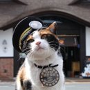 나만고양이없어 이미지