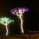 보성 - 차밭 빛 축제 이미지