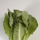 로메인