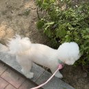 강아지 리드줄 모몽 베트레스카 로프 리드줄 내돈내산 구매후기
