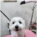 오늘도 예쁘개 이미지