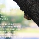 [부산] 대저생태공원, 삼락생태공원 연꽃트레킹 후기---2026년 8월 1일(토) 이미지