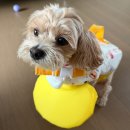 강아지 구명조끼 2호 후기 | 사이즈 고민부터 계곡 실사용 후기까지