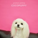 루루애견 이미지