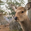 옷의나라 이미지