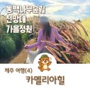 이니스프리군산점 | 제주여행 서귀포 11월 가볼만한곳 동백꽃 성지 카멜리아힐 입장료 할인
