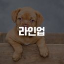 댕댕수라상 이미지
