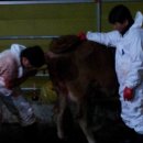 충주축협동물병원 이미지