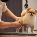 강아지 미용 이미지