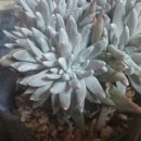 천구농장 이미지