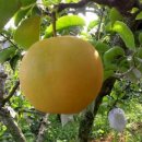 새실농장 이미지