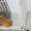 개라다이스 이미지