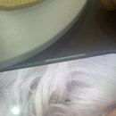 강아지여드름? 피지? 이미지