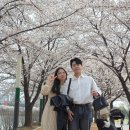 만석공원 | 석촌호수보다 예쁜 수원 벚꽃명소 만석공원 후기