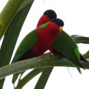 목걸이장수앵무(Collared Lory) 이미지