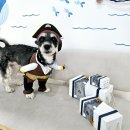 댕댕다방 이미지