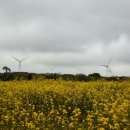 황금소나무농원 | 제주 3월 : 유채꽃, 꽃놀이 명소 (무료, 유료 포함)