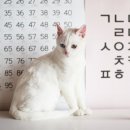 쉬크브와