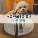강아지랑 같이 방문한 모임 장소 나우 남영 후기