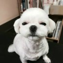 페츠비 동물병원 이미지