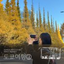 오케이약국(OK약국) | [도쿄day3]긴자 오케이마트 쇼핑! 오모테산도,롯폰기 도보 여행!도쿄 은행나무 단풍까지 한번에~!