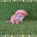 몽글몽글 이미지