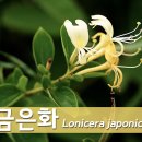 금은화 네이버블로그