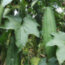 하경 카카오 검색결과