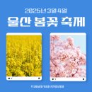 태화십리대밭먹거리 | 2025년 울산 봄꽃축제 일정: 궁거랑 벚꽃 태화강 십리벚꽃축제 슬도 유채꽃 페스티벌