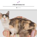 CAT 이미지