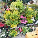 미화화원 이미지