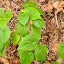 삼지목장 이미지