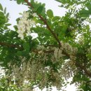 여자애향기 이미지