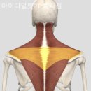 아이디얼 핏 이미지