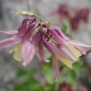 꽃집민박 이미지