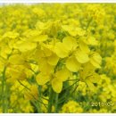 해맞이동산 이미지