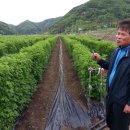 하만농장 네이버블로그