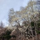 영규농장 Daum카페