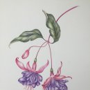 당신의 꽃그림, 보태니컬 아트 이미지
