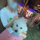 헬로우, 마루네 애견운동장 | [서울/오류동] 헬로우 마루네 애견운동장 :: 방문후기