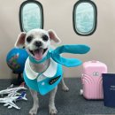 까까멍멍 이미지