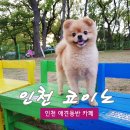 백억커피계양점 | 인천 애견동반카페 백억이랑 코이누