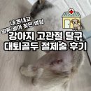 닥터원동물병원 | [이수/방배] 24시 데이원동물병원 내돈내산 후기 | 강아지 고관절 탈구 수술