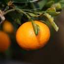 이금선 농장 이미지