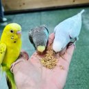 해피주 동물카페 원주점 이미지