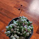 축협하나로마트안림점 이미지