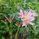 상복농장 이미지